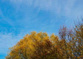 Blätter bekommen eine andere Farbe zum Herbstanfang