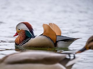 Mandarin duck on the water.