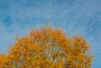 Fototapeta na wymiar Blätter bekommen eine andere Farbe zum Herbstanfang