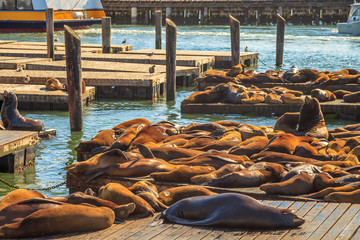 Naklejka premium Tłumy lwów morskich śpiące na molo 39 w San Francisco. Pier 39 to popularna atrakcja turystyczna w San Francisco, Kalifornia, Stany Zjednoczone. Słoneczny dzień w sezonie letnim.