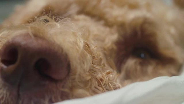 Macro rack focus from the nose to eye of a dog resting on a bed