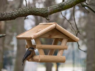 Winter Feed for birds. Eurasian nuthatch in winter feed.