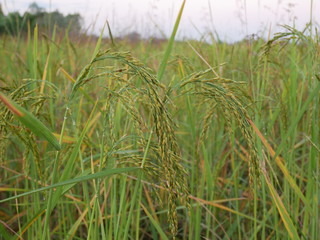 organic green rice in nature garden