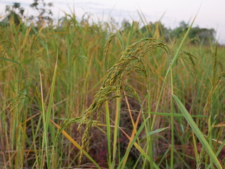 organic green rice in nature garden
