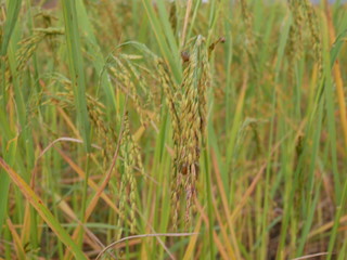 organic green rice in nature garden
