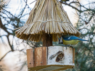 Feed for bird in park. Wooden feed for birds.