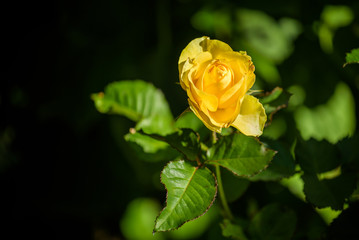 single beautiful rose outdoor, close-up. outdoors in a park.