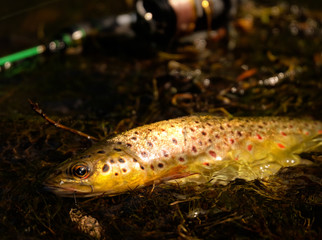 Obraz na płótnie Canvas wild brown trout