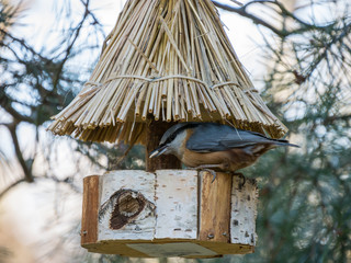 Winter Feed for birds. Eurasian nuthatch in winter feed.