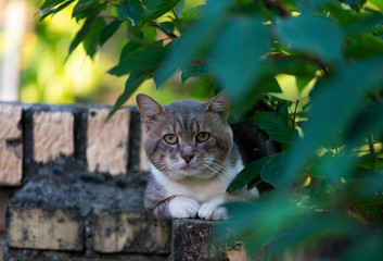 Domestic cat lies relaxed  and looks
