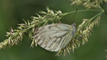 Kohlweißling