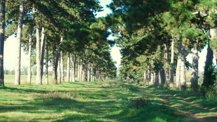 Kiefernallee in Ungarn