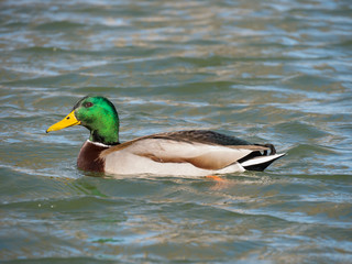 Mallard on the water. Wild duck on the lake.