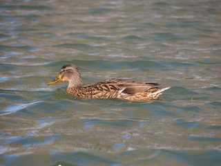 Fototapeta premium Mallard on the water. Wild duck on the lake.