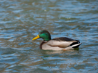 Mallard on the water. Wild duck on the lake.