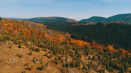 aerial flying abouve forest in autumn with colorful red and yellow trees on sunny day