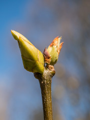 Green spring sticks on macro photo.