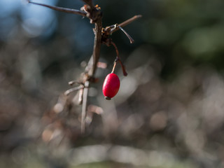 Rose hip on macro photo