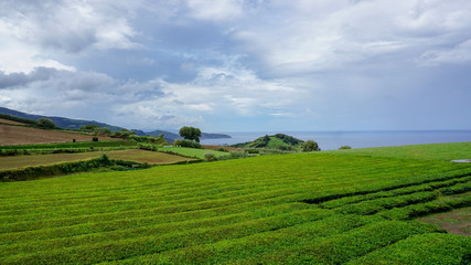 Fototapeta na wymiar Tea plantation in Azores