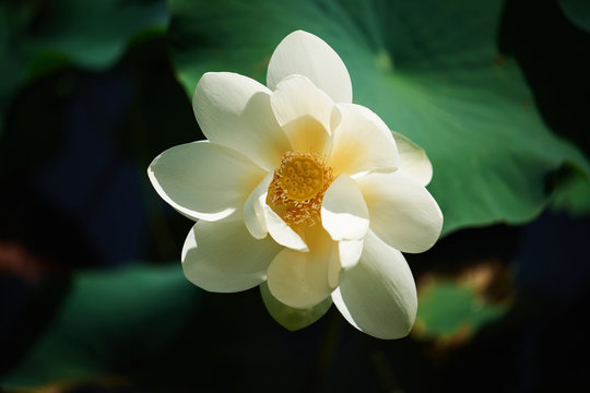 White lotus in poind