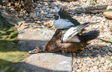 Duck on the shore of waving with wings