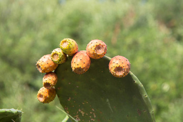 The fruits of the cactus grow on a cactus in the garden.