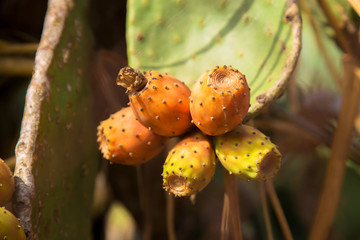 The fruits of the cactus grow on a cactus in the garden.
