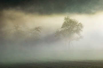 apple tree in fog in the Taunus area in Hesse