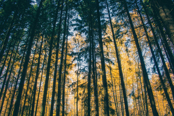 Trees in the forest, many pines in autumn