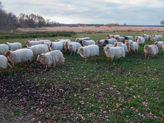 Obraz premium Diever