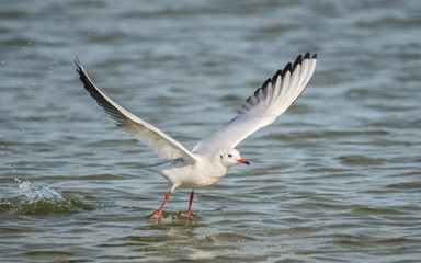 Startende M&ouml;we im Wasser