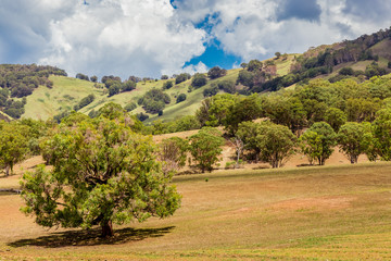 Landscape view of the Upper Hunter Valley, NSW, Australia.