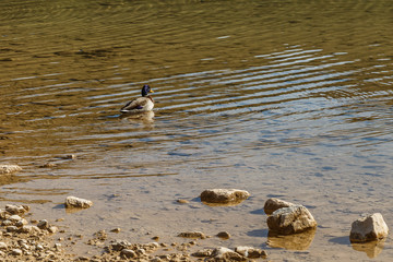 Duck on the water near the shoreline of the lake next to the stones
