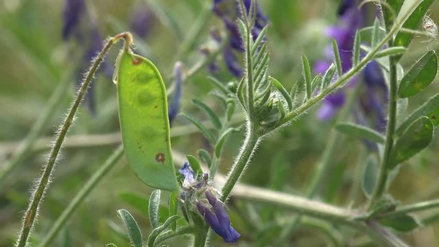 Green pea pod on the home garden bed falter in summer wind. Agricultural plant