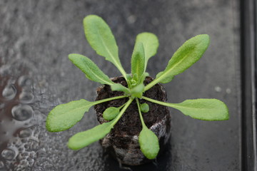 Arabidopsis thaliana en développement