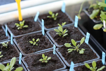 Culture d'Arabidopsis thaliana en serre