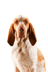 Bracco Italiano portrait looking directly at viewer, showing low set pendulous ears
