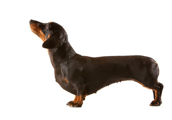 Miniature Black and Tan Dachshund Puppy, side view and looking up