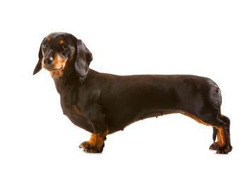 Black and tan miniature Dachshund, side view with dog looking towards camera - obrazy, fototapety, plakaty