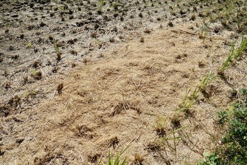 脱穀後の田んぼ