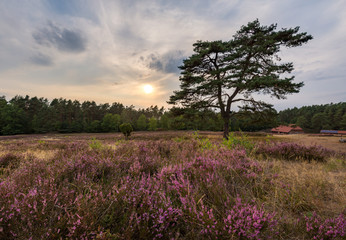 HDR of sunset at Kronsbergheide, part of Lüneburg Heath near Amelinghausen, Germany.