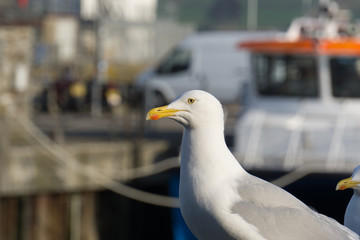 Seagull waiting for an opportunity to steal some food