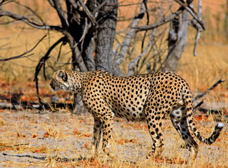 Solitary Cheetah on the prowl near Shumba with nice low light shadows in Hwange National Park, Zimbabwe