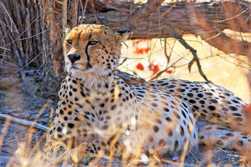 A rare sighting of a lone Male Cheetah who is resiting under a tree in Hwange National Park, Zimbabwe