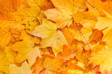 Fototapeta na wymiar Seasonal autumn background of maple leaves close-up