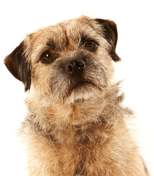 Portrait of a Border Terrier with eye contact and head slightly tilted