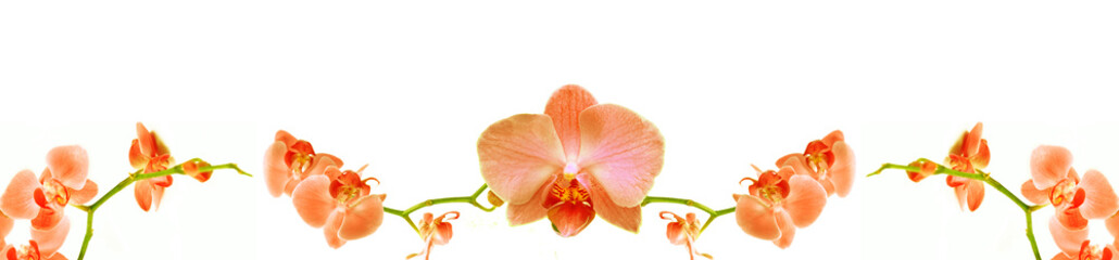 Fototapeta na wymiar Vega Orkide Çiçeği Turuncu Panoramik