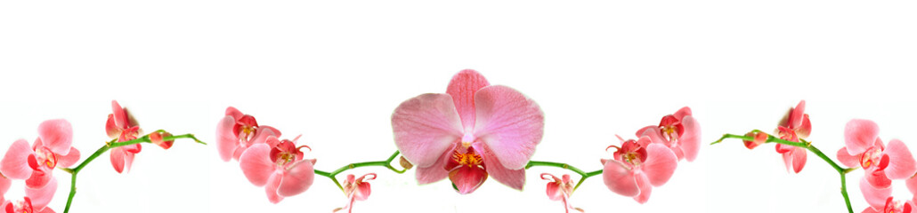 Panele Szklane  Vega Orchidea Kwiat Różowy Panoramiczny