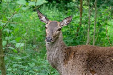 A deer looks into the camera