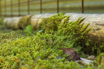 ハイゴケ（Hypnum plumaeforme Wilson）